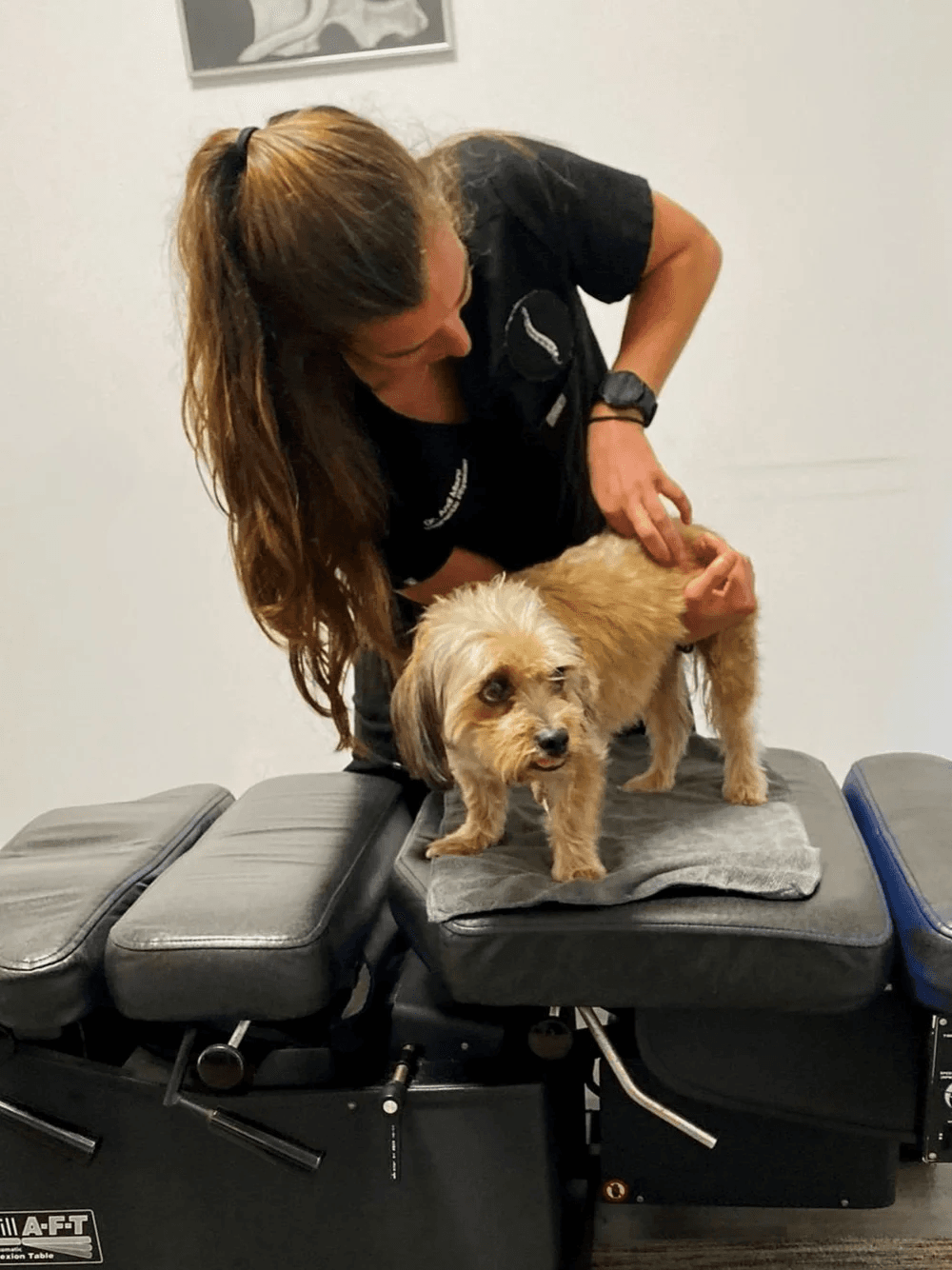 Dr. Andi adjusting a dog