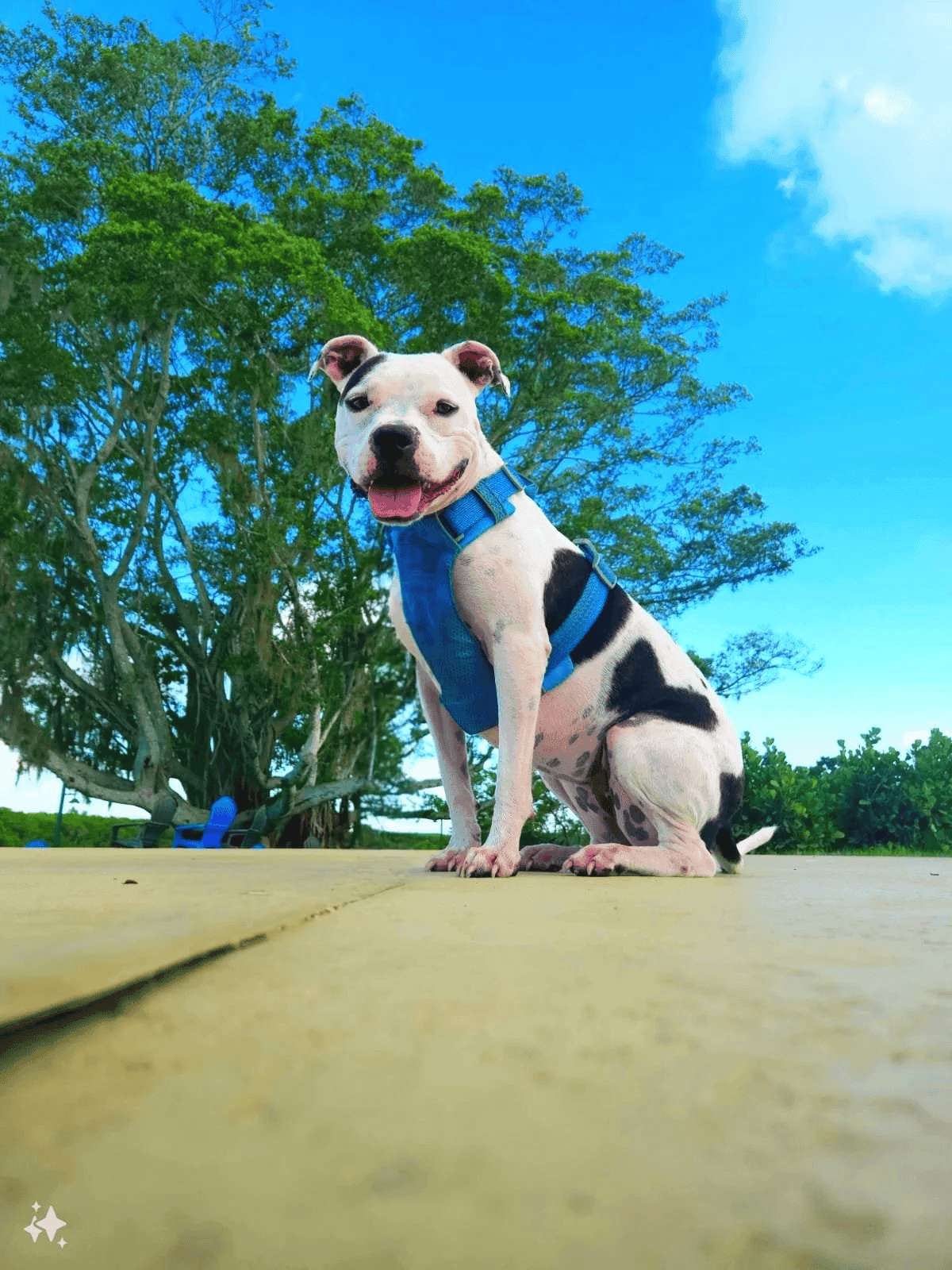 Dog receiving canine chiropractic care