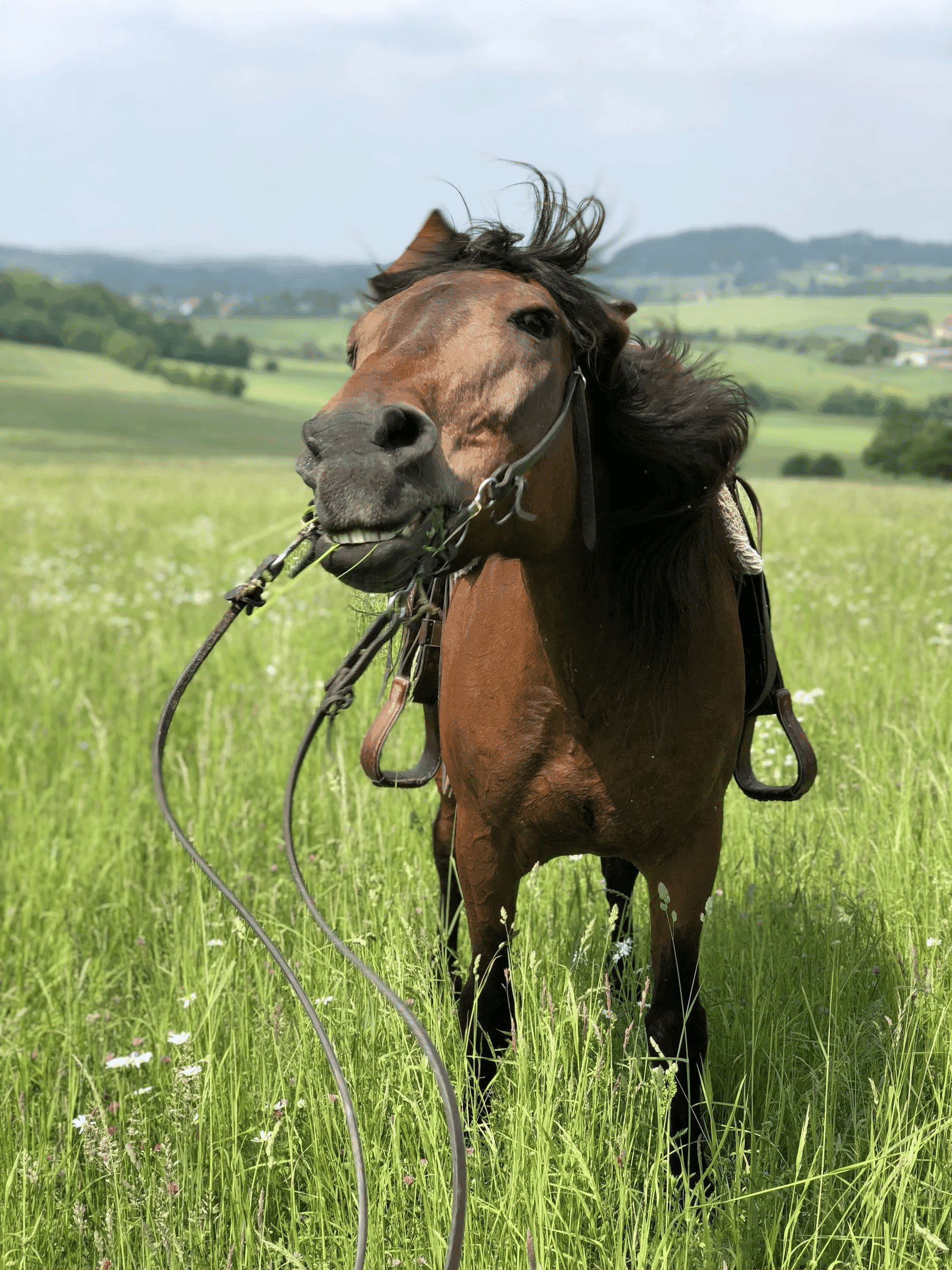 Horse receiving equine chiropractic care