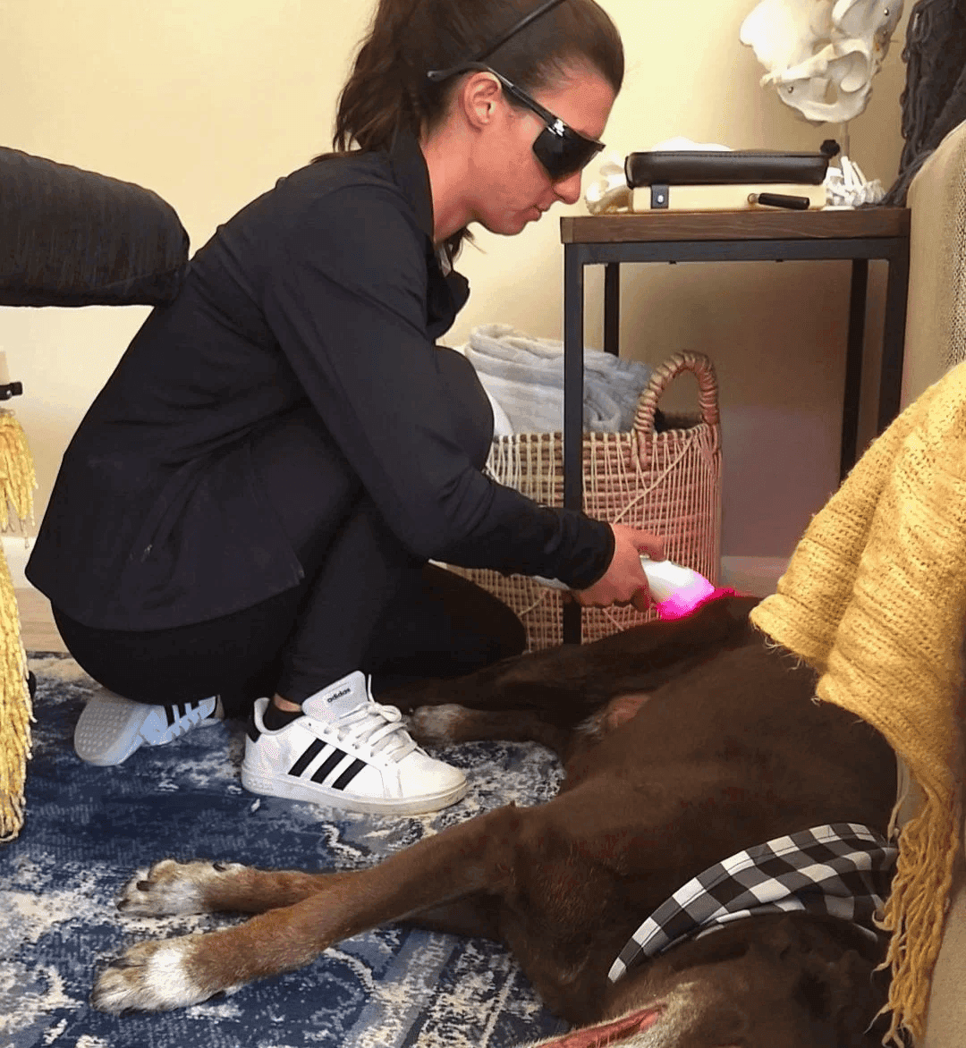 Pet during modalities and red light therapy